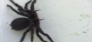 Meer dan 100 dodelijke spinnen gevonden in verlaten huis