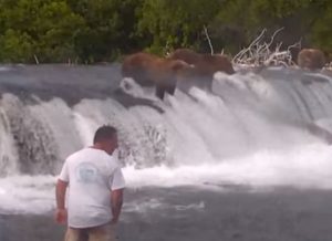 Stupide toerist te dicht bij wilde bruine beren