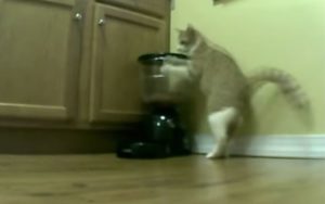 De kat en de automatische feeder