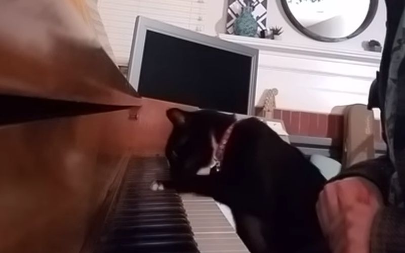 Een schattig koppel, een kat en zijn baasje spelen piano