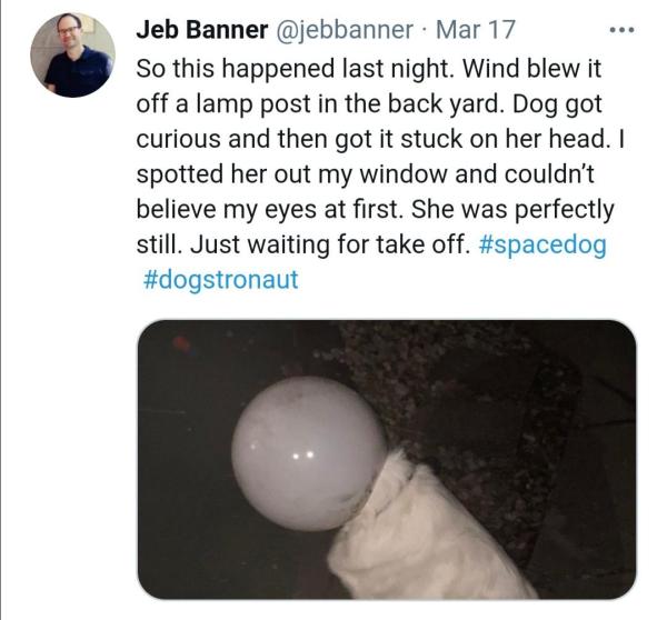 Hond met lamp op hoofd