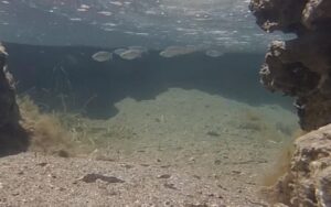 Hardervissen onderwater opnamen