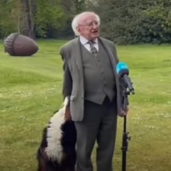 Hond van de President van Ierland gaat viral