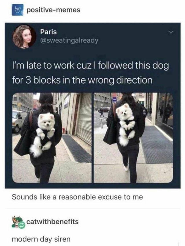 hond volgen zonder reden