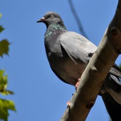 Burenruzie, getergde buurman zaagt boom in tweeën na ruzie over duivenpoep