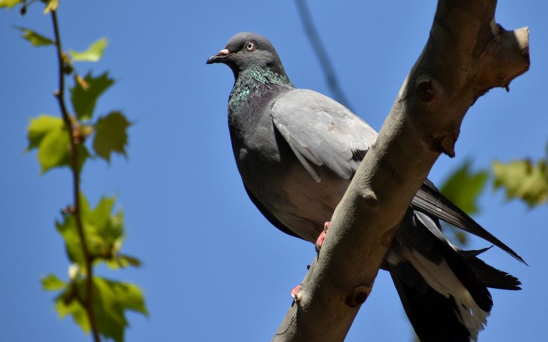 Burenruzie over boom en duivenpoep loopt uit de hand