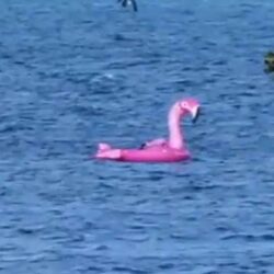 Opvarenden op drift geslagen opblaasbare reuze Flamingo gered