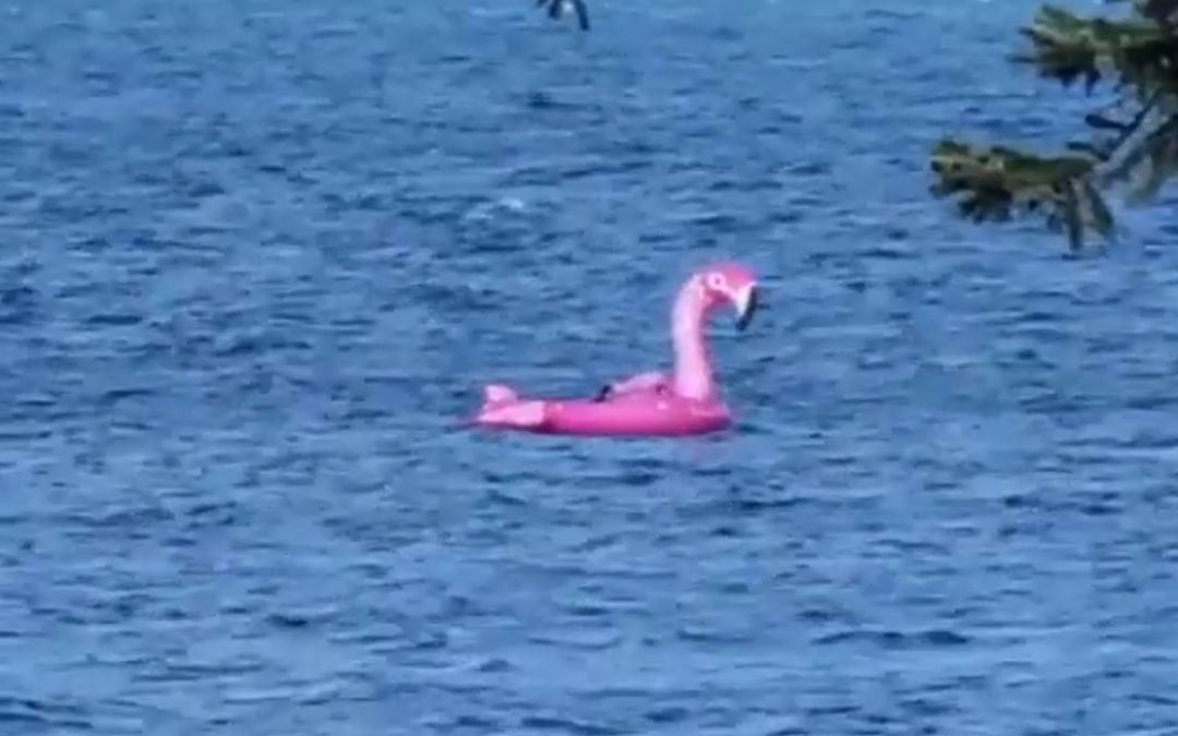 Roze reuze opblaas flamingo op drift geslagen