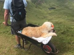 Baas neemt hond mee op laatste trip door de bergen, in een kruiwagen