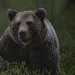 Russische politicus denkt beer te schieten